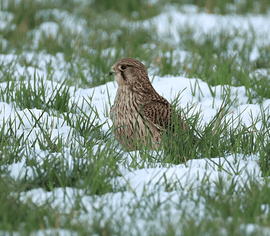 een winters schouwspel