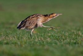 Ministry of Silly Walks