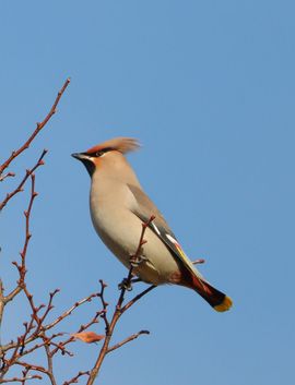 Zijn weer aangekomen vanuit hoge noorden