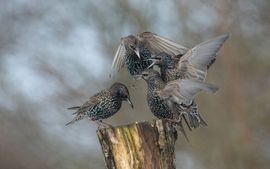 spreeuwen vechten om voer