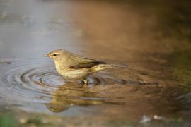 Voetjes in het water