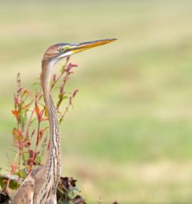 Purperreiger verkent de omgeving