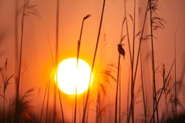 Zonsopkomst in de Oostvaardersplassen