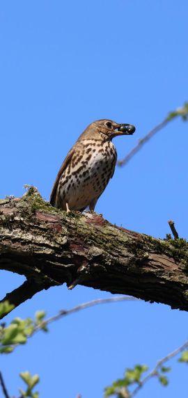 Zanglijster met volle mond