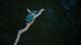 IJsvogel op zoek naar voedsel