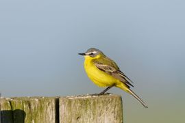 Gele kwikstaart in de ochtendzon.