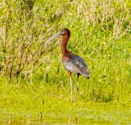Heerlijk in de zon een zeer mooie vogel 