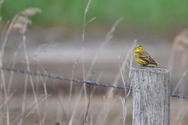 Een zonnestraaltje op een paaltje.