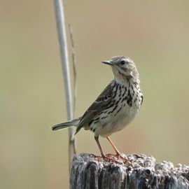 Graspieper vráágt om foto
