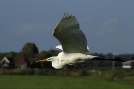 Grote zilverreiger