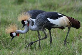 kroonkraanvogels aan t fourageren