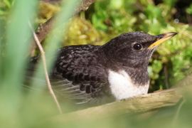 Beschermde vogel gespot!