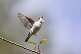 bonte vliegenvanger op weg naar een lekker hapje