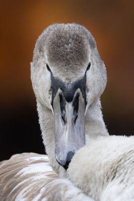 Juveniele zwaan poetst zijn veren