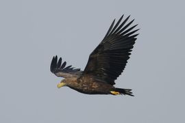 zeearend op zoek naar eten