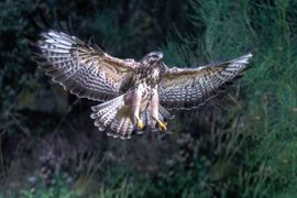 Ready for landing