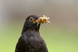 Eet smakelijk