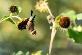 Putter in de tuin