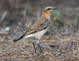 Northern Wheatear in Autumn