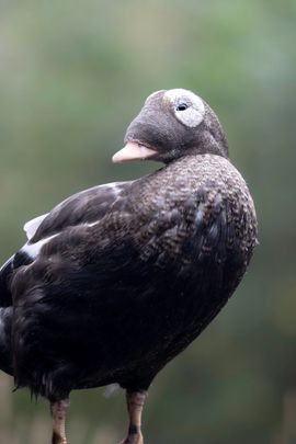 Vrouwelijke Brileider