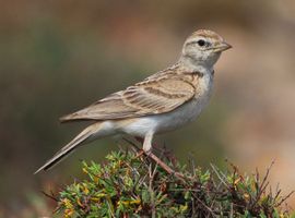 Short Toed Lark in Summer
