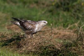 Ruigppotbuizerd op zoek naar muizen