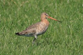 Voedsel zoekende Grutto in het hoge gras