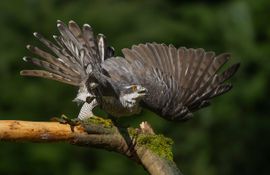 Havik in de verdediging