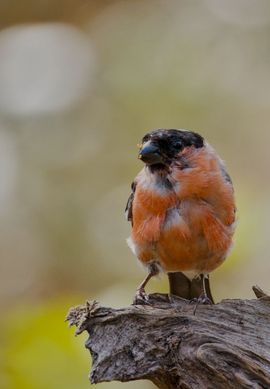 Goudvink