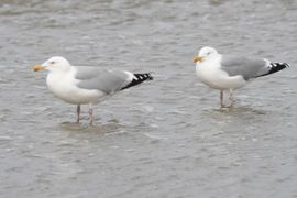 2 zilvermeeuwen