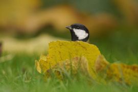 Herfstportret