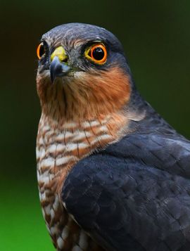 Close up van een sperwer 