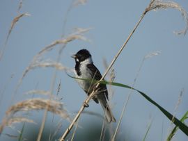 Rietgors in de polder