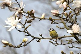 Pimpelmees tijdens de beginnende lente