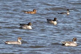 Groepje pijlstaarten 