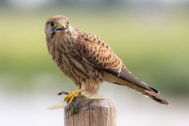 Jonge torenvalk met een lekker hapje