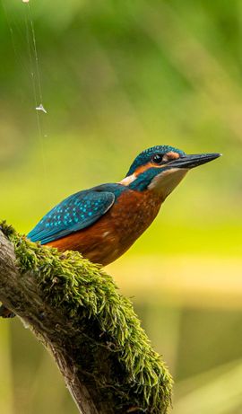 IJsvogel