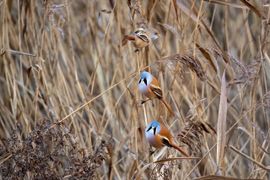 Baardmannetjes drie op een rij
