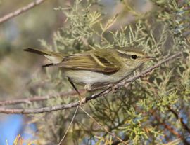 Yellow Browed Warbler in Malta 