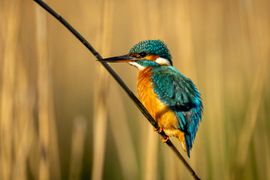 IJsvogel in het avond zonnetje…zo mooi!