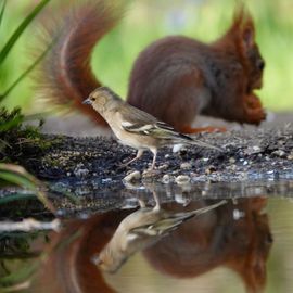 Dubbele reflectie