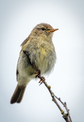 Fitis in gedachten verzonken?