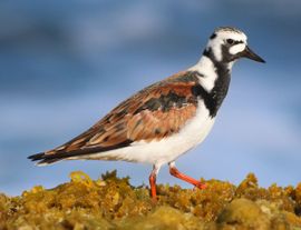 Ruddy Turnstone in spring 
