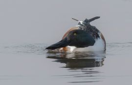 Mooie houding van een mannetje Slobeend 