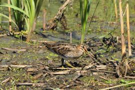 op zoek naar een hapje