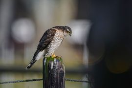Sperwer 