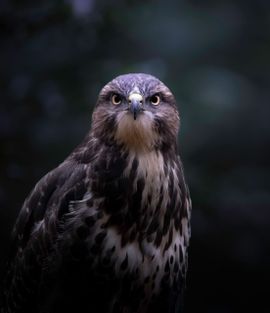 Juveniele buizerd