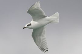Mediterranean Gull over Marsaxlokk