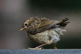 Juveniele roodborst