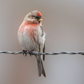 Grote barmsijs